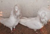 Nakabposh pigeon