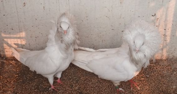 Nakabposh pigeon