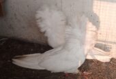 Nakabposh pigeon