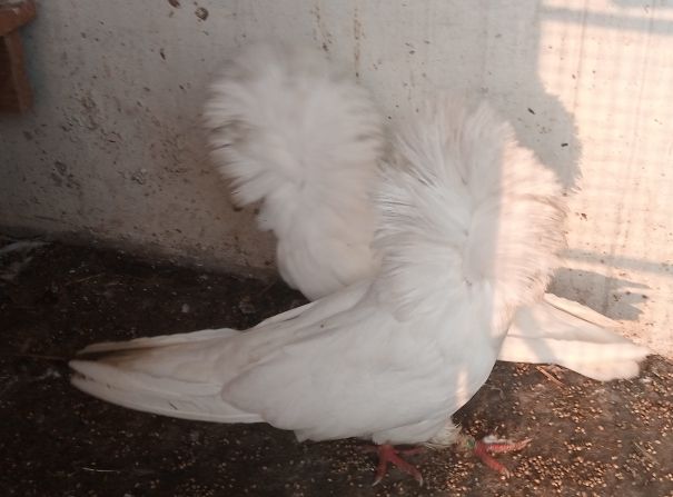 Nakabposh pigeon
