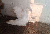 Nakabposh pigeon