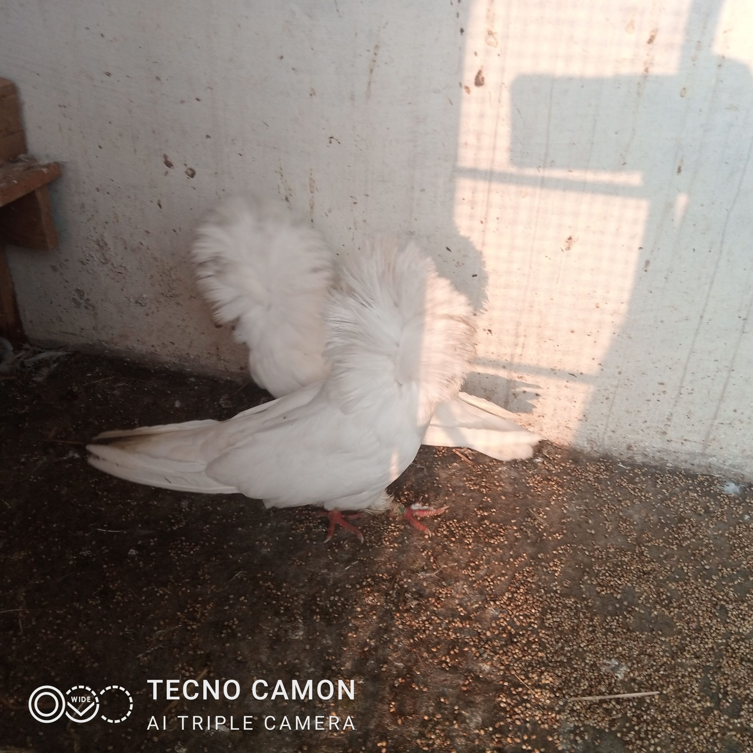 Nakabposh pigeon