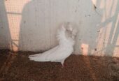 Nakabposh pigeon