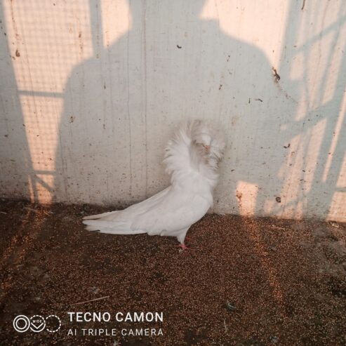 Nakabposh pigeon