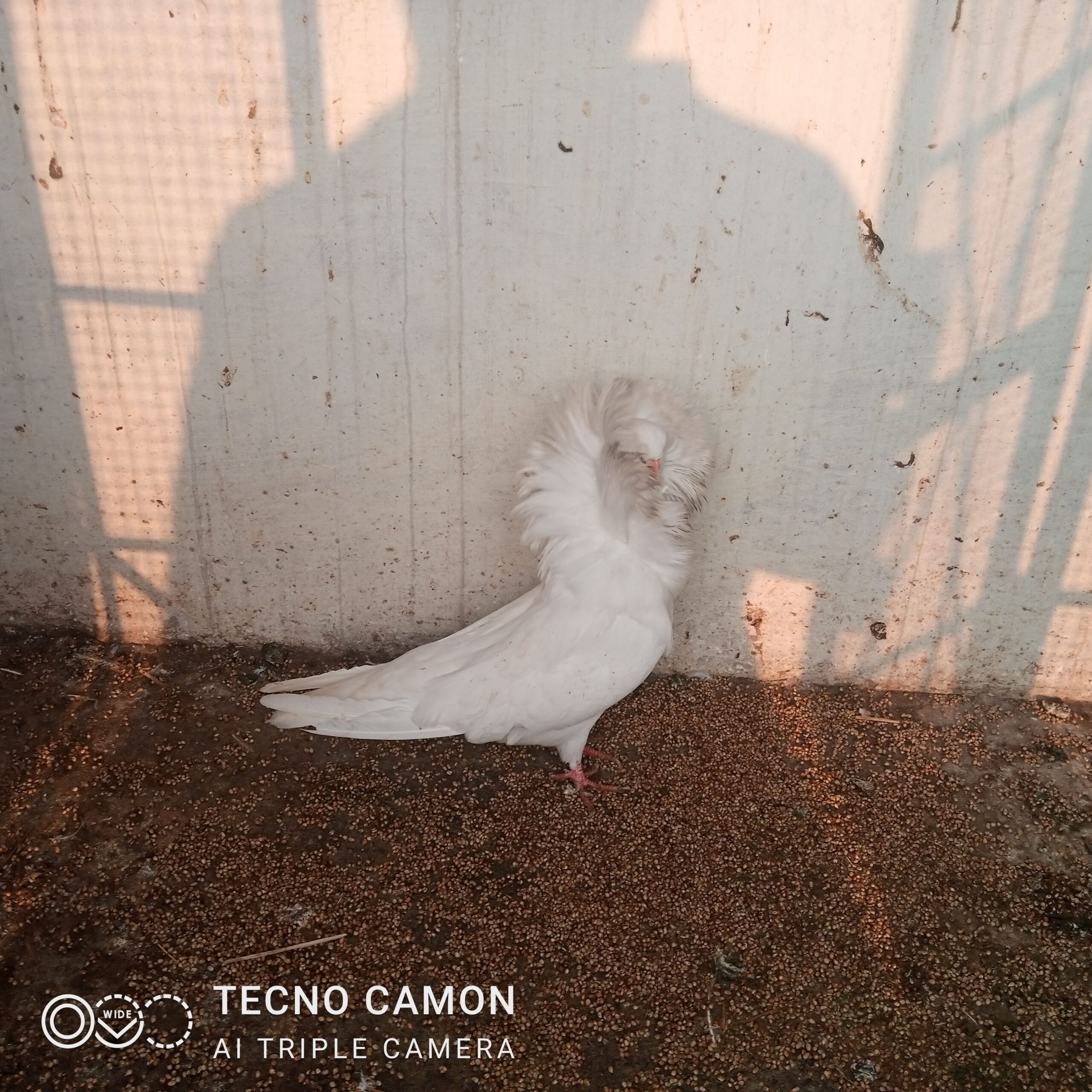 Nakabposh pigeon