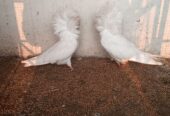 Nakabposh pigeon