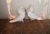 Nakabposh pigeon