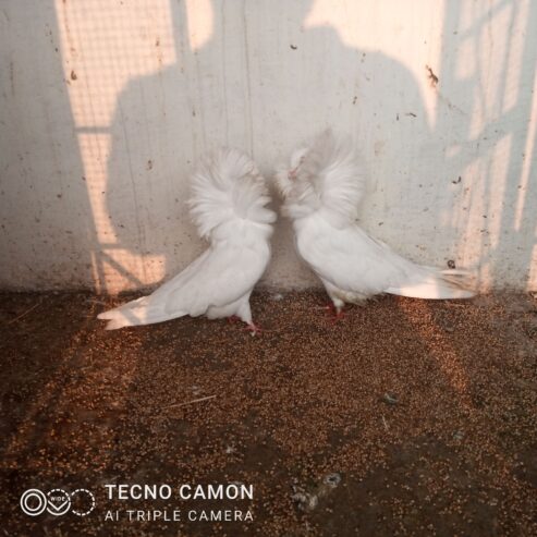 Nakabposh pigeon