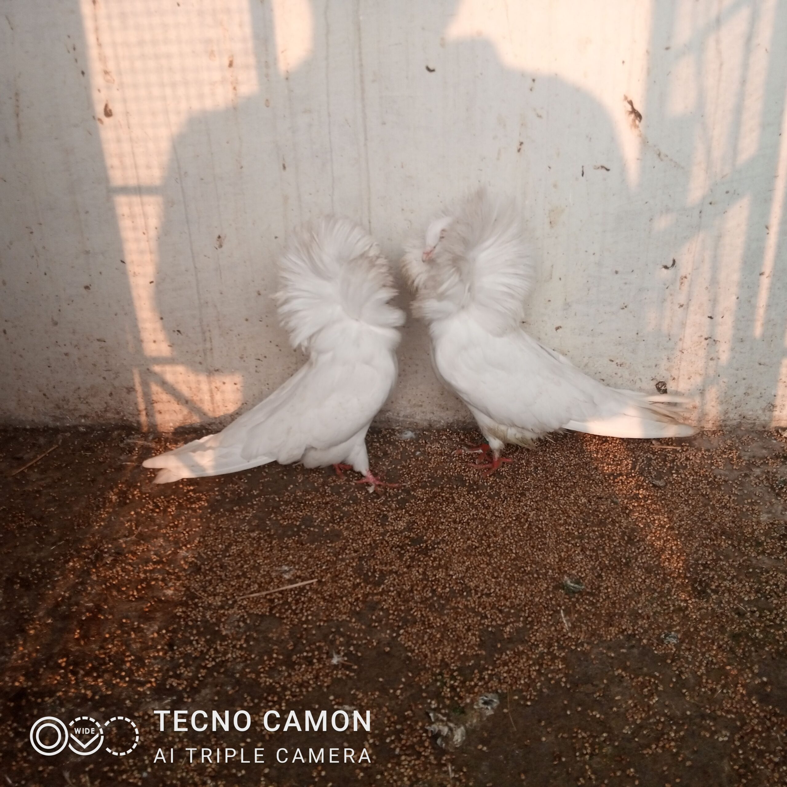 Nakabposh pigeon