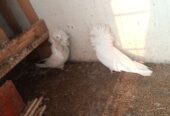 Nakabposh pigeon