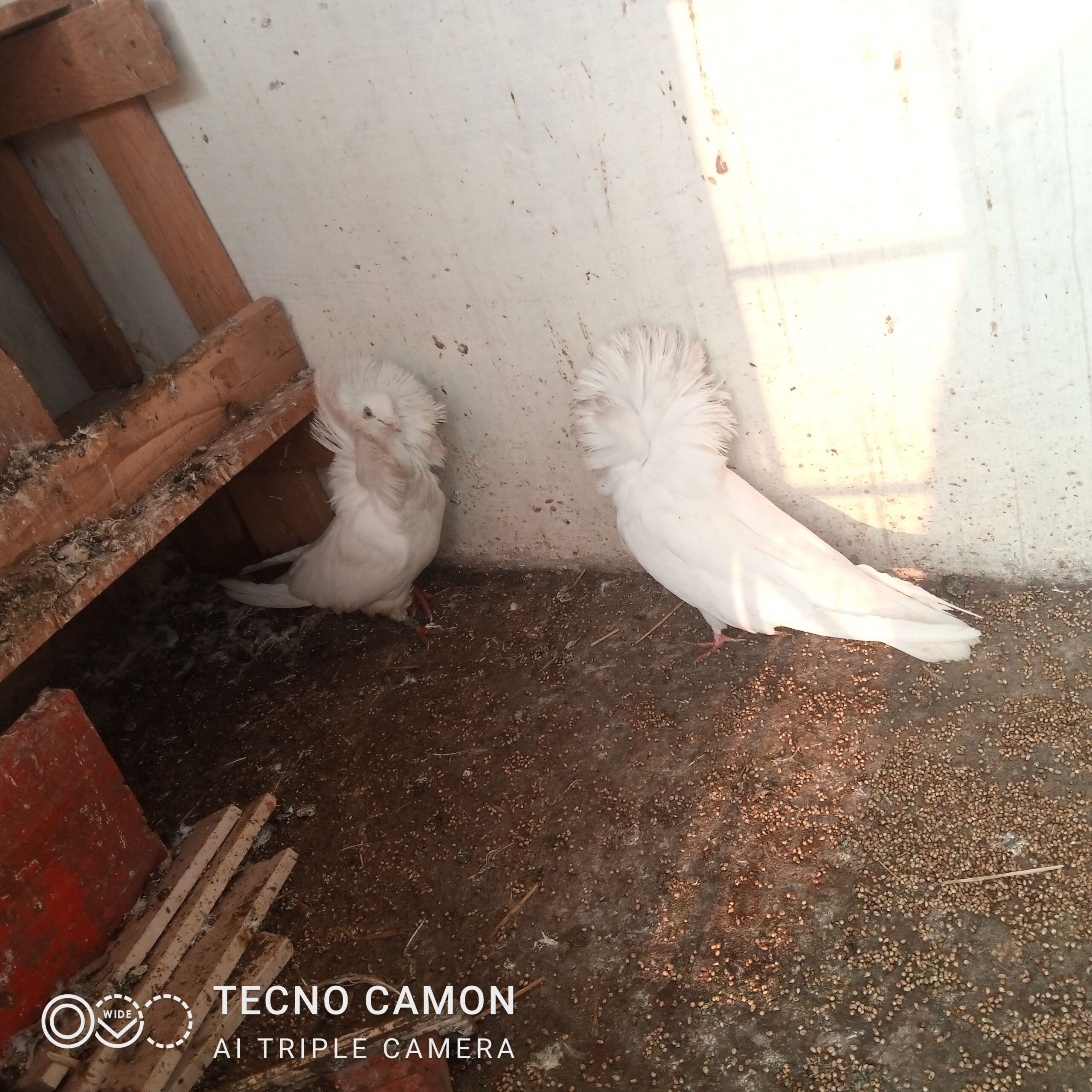 Nakabposh pigeon