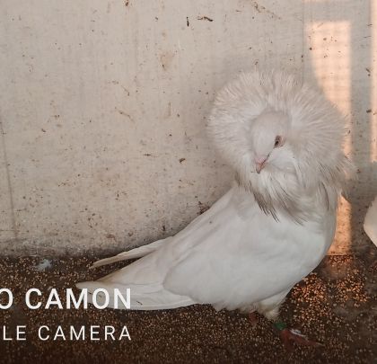 Nakabposh pigeon