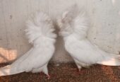 Nakabposh pigeon