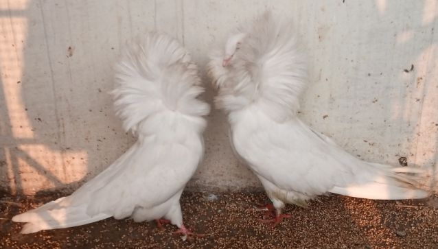 Nakabposh pigeon
