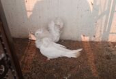 Nakabposh pigeon