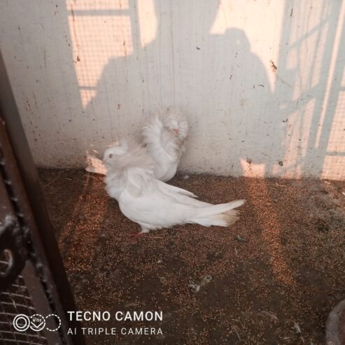 Nakabposh pigeon