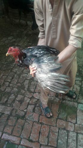 Aseel murga