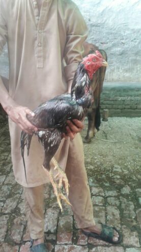 Aseel murga