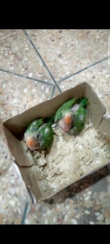 Ringneck kaa. Baby. sale