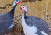 guinea fowl for sale in Hyderabad Pakistan