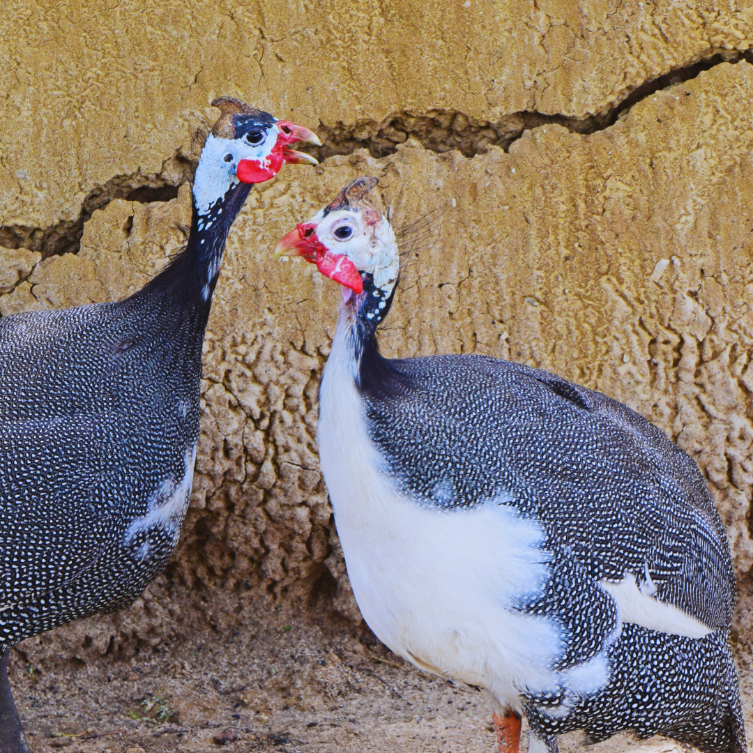 guinea fowl for sale in Hyderabad Pakistan