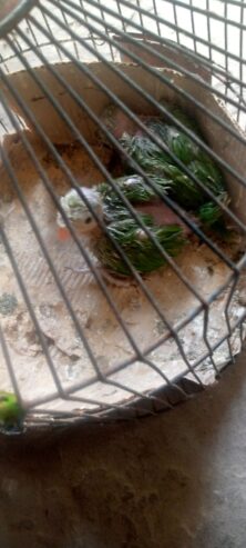 Ringneck kaa. Baby. sale