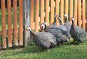 guinea fowl for sale in Hyderabad Pakistan