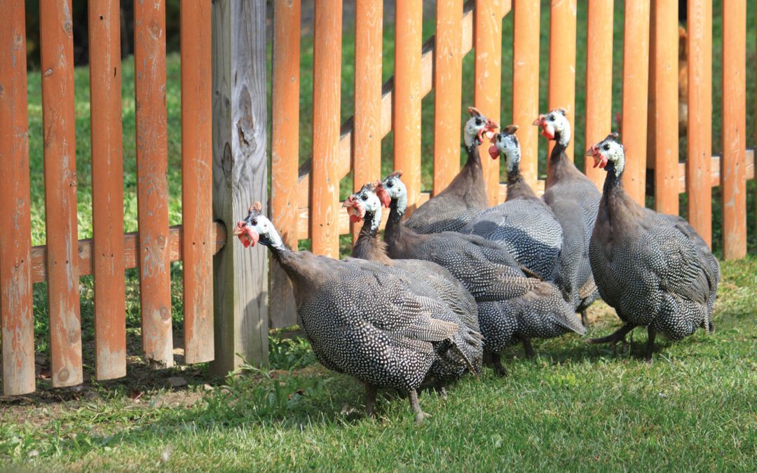 guinea fowl for sale in Hyderabad Pakistan