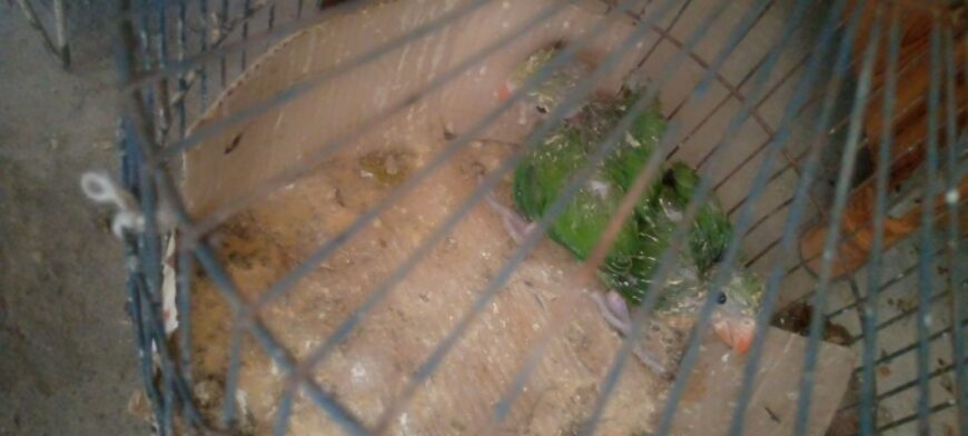 Ringneck kaa. Baby. sale