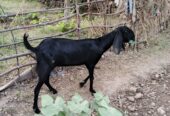 Goat for sale white and black