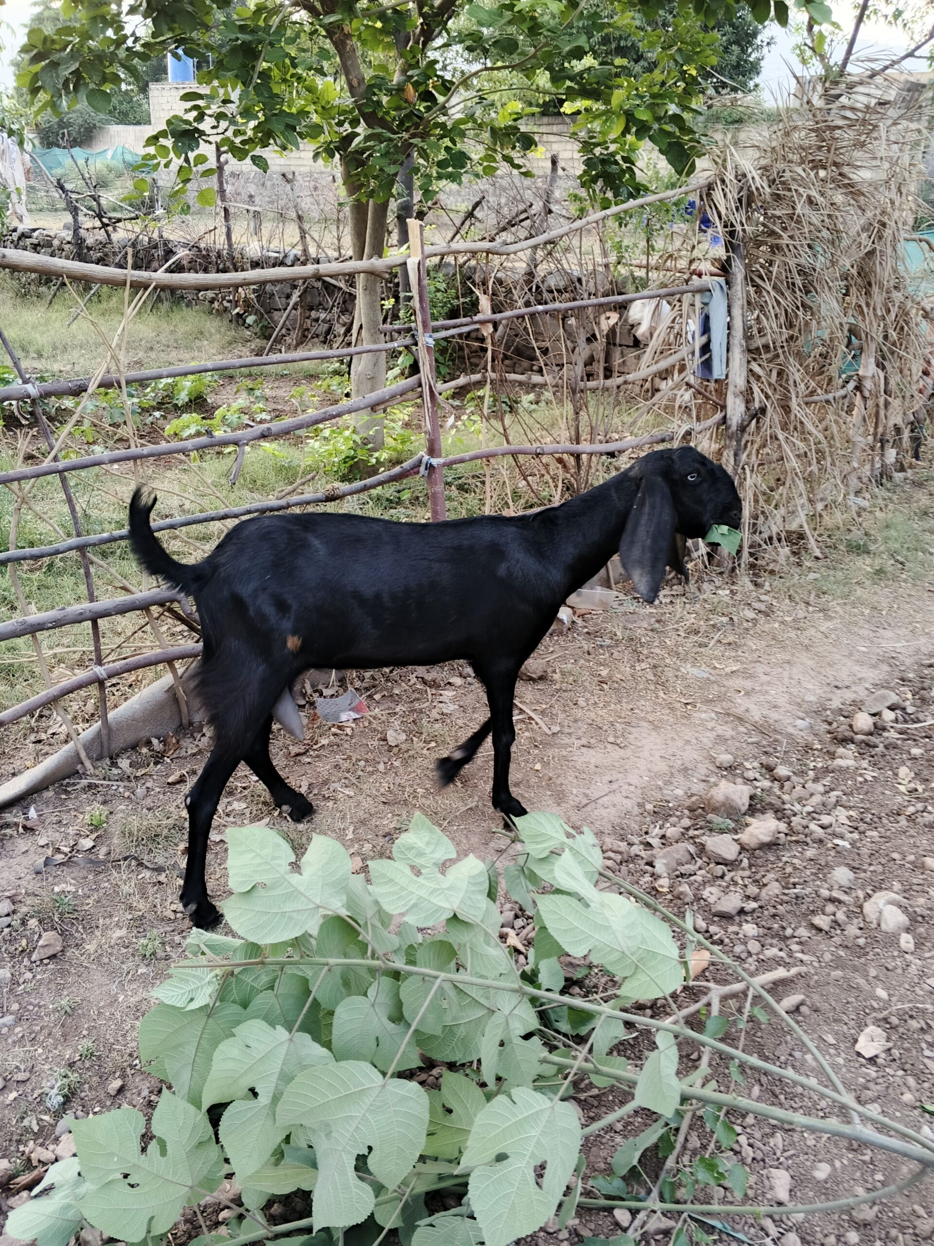Goat for sale white and black
