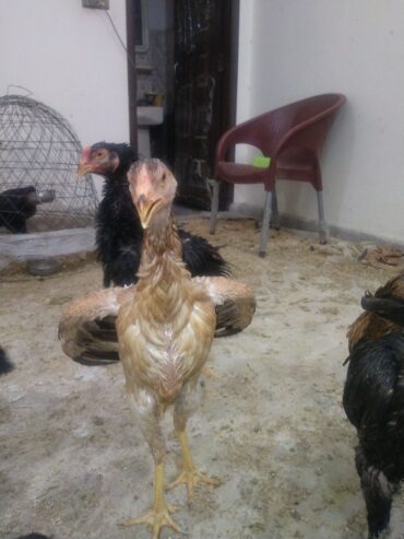 Aseel shamo/ Black shamo / Lakha shamo