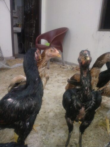 Aseel shamo/ Black shamo / Lakha shamo