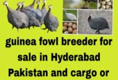 guinea fowl for sale in Hyderabad Pakistan