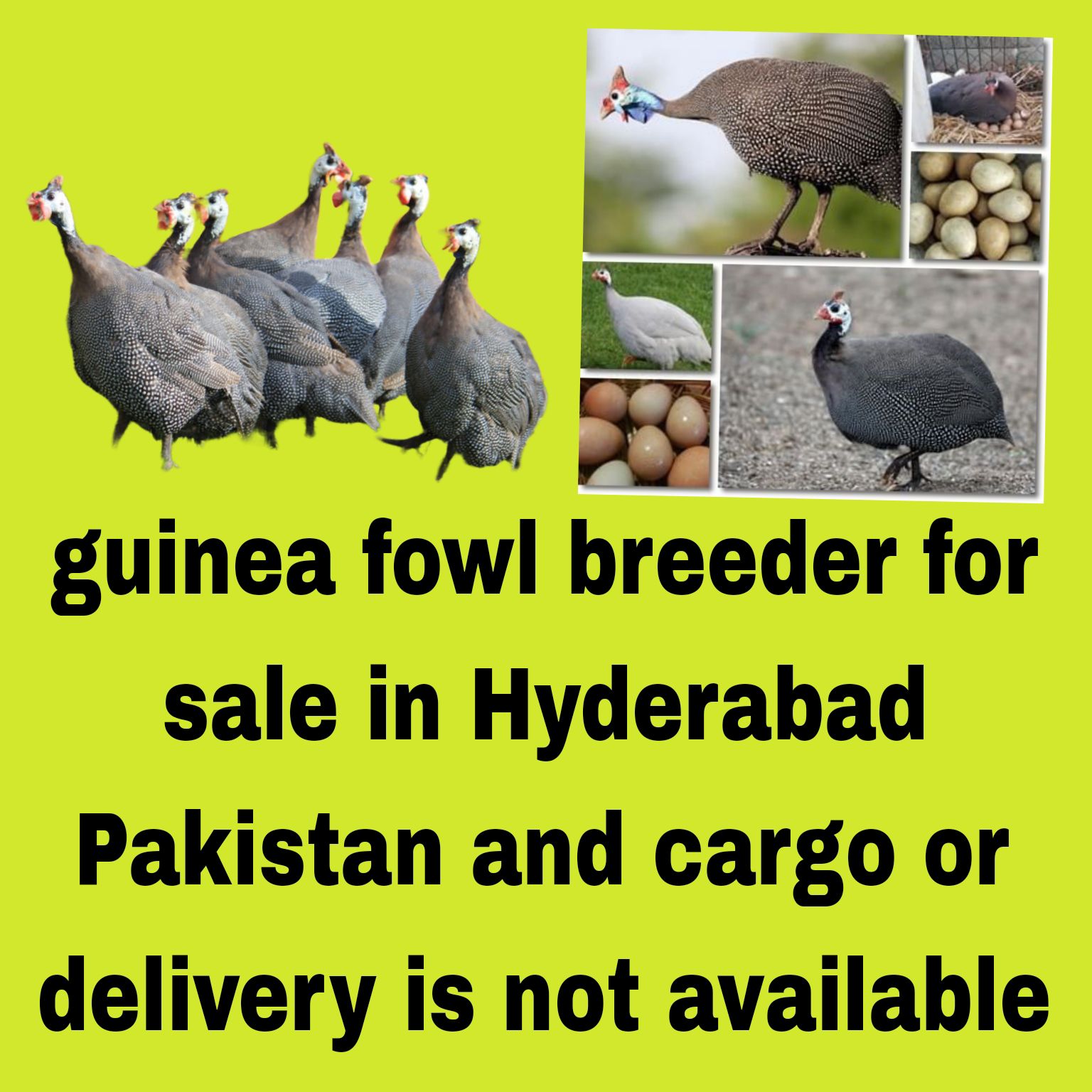guinea fowl for sale in Hyderabad Pakistan