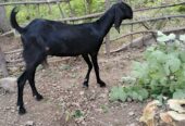 Goat for sale white and black