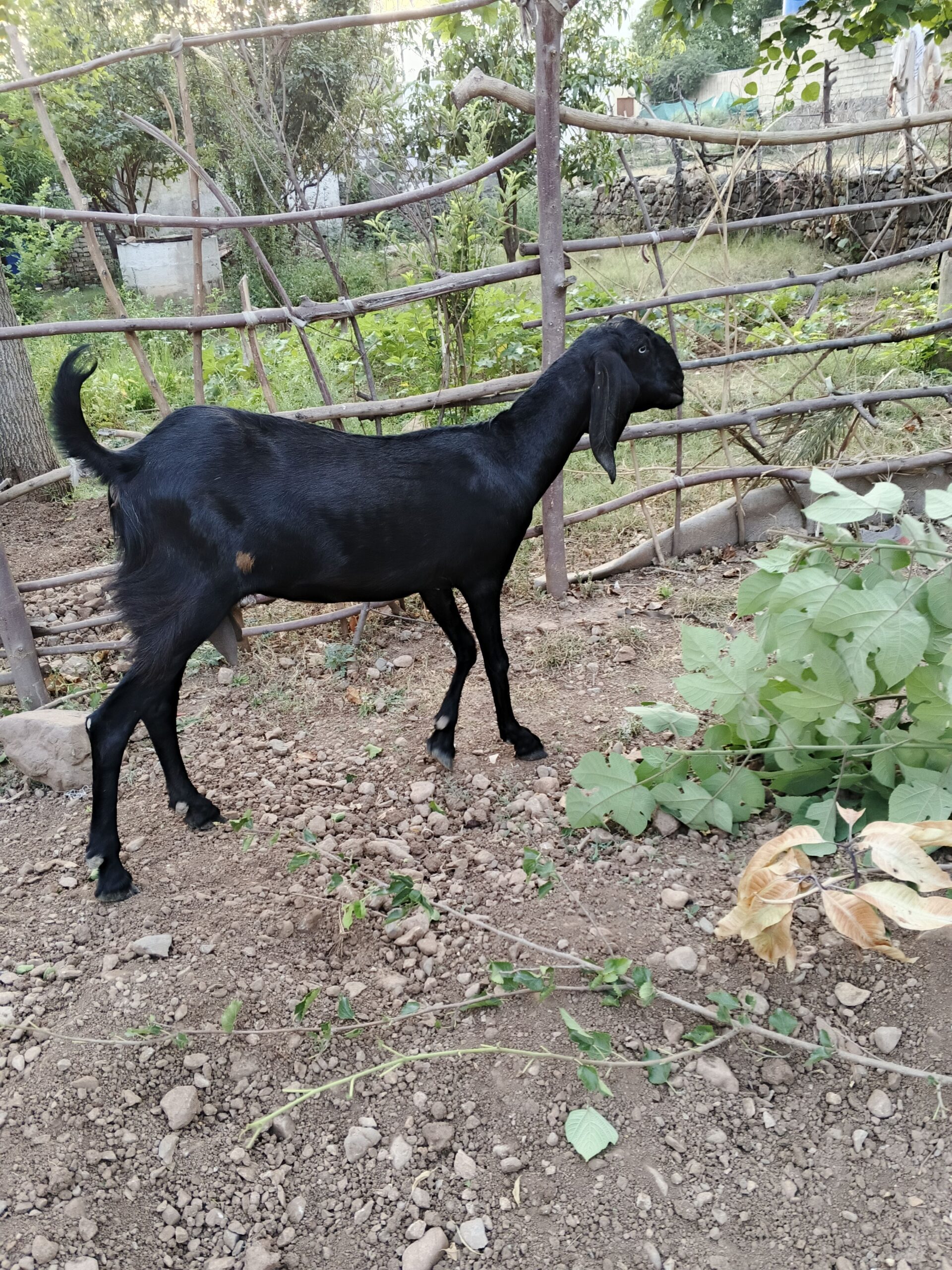 Goat for sale white and black