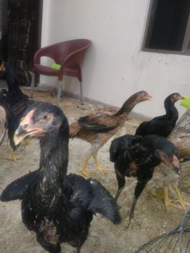 Aseel shamo/ Black shamo / Lakha shamo