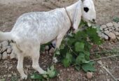 Goat for sale white and black