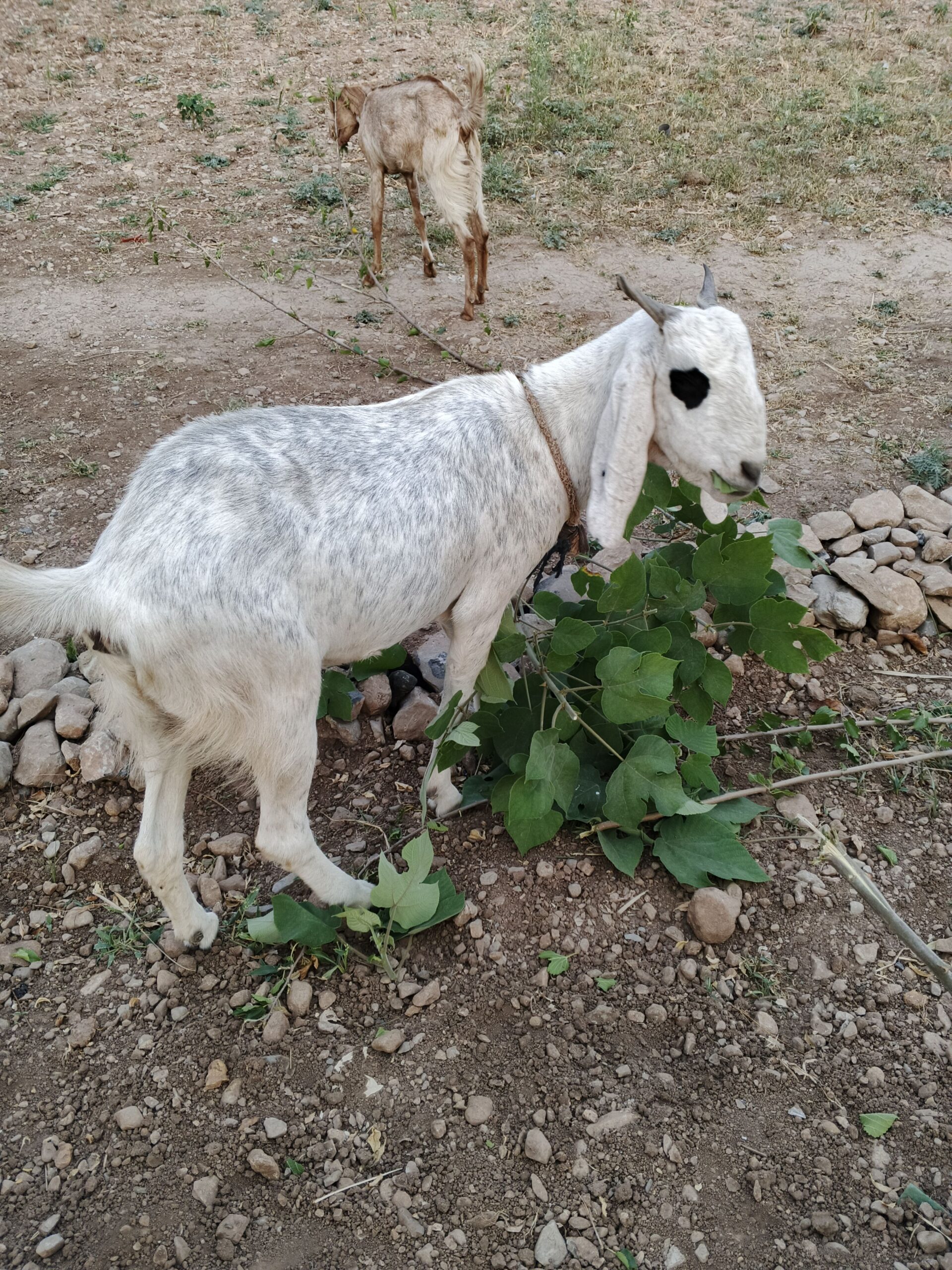 Goat for sale white and black