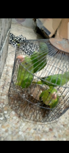 Ringneck. Coverd. Baby sale