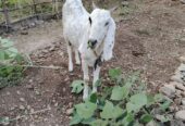 Goat for sale white and black