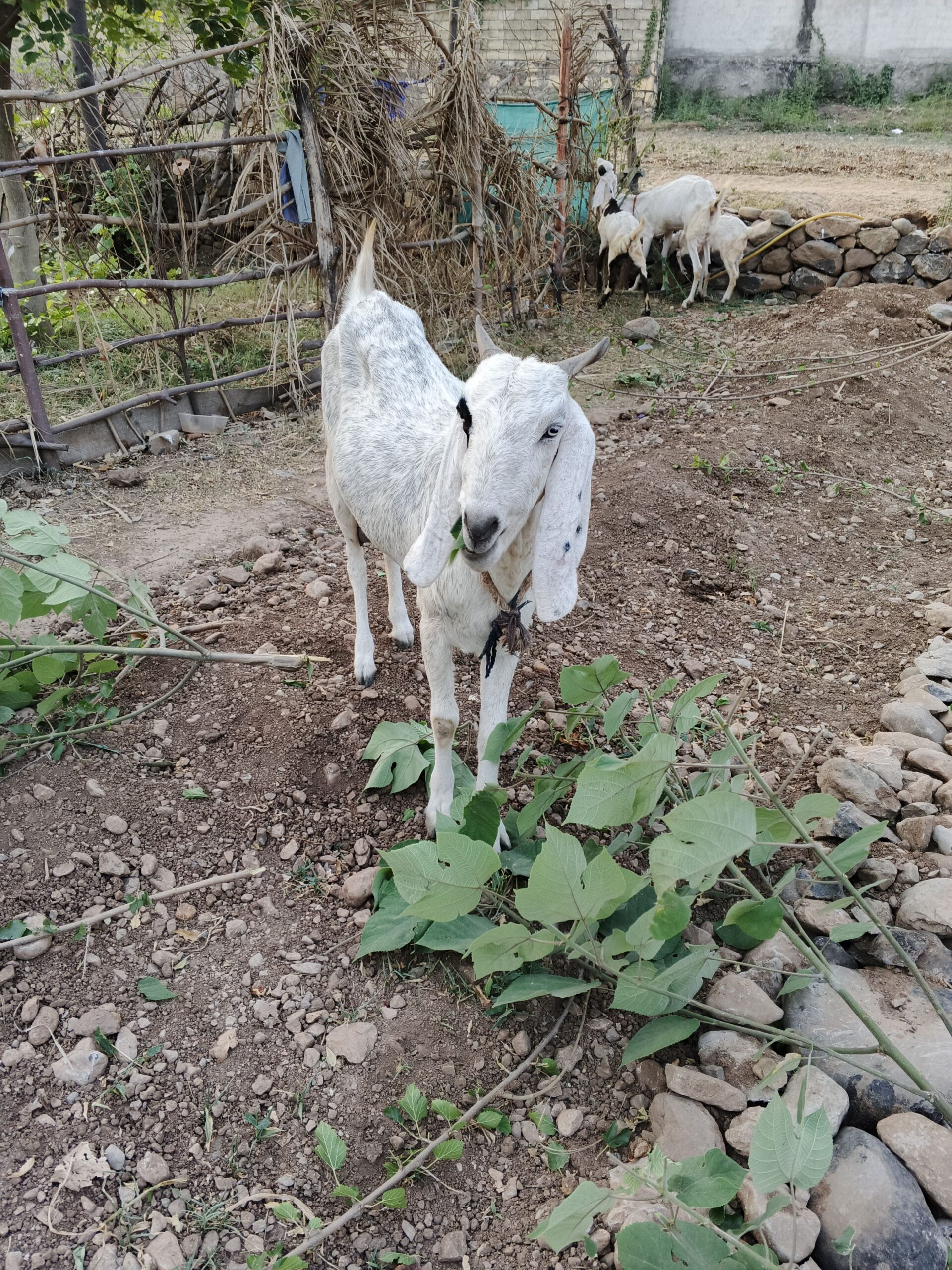 Goat for sale white and black
