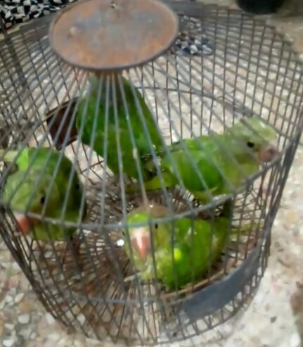 Ringneck. Coverd. Baby sale