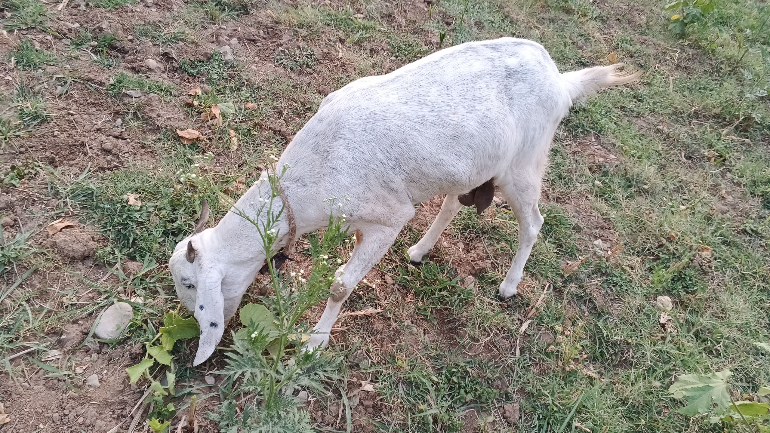 Goat for sale white and black
