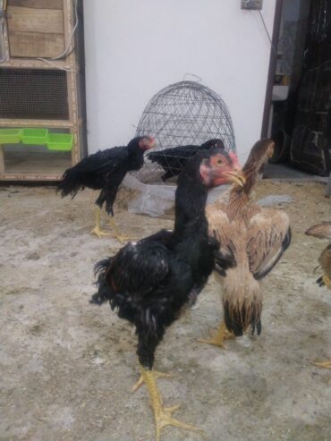 Aseel shamo/ Black shamo / Lakha shamo