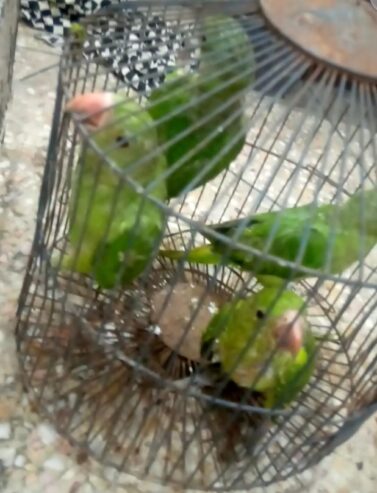Ringneck. Coverd. Baby sale