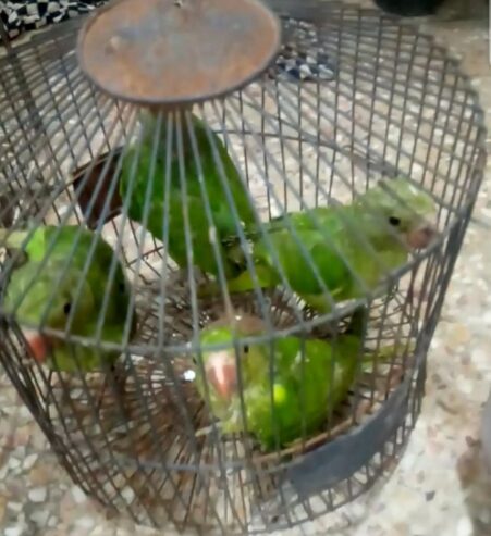 Ringneck. Coverd. Baby sale