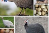 guinea fowl for sale in Hyderabad Pakistan