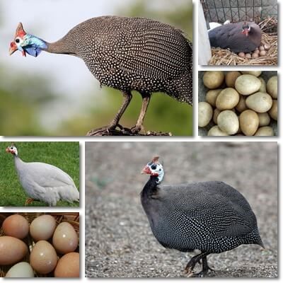 guinea fowl for sale in Hyderabad Pakistan
